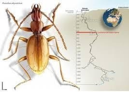 В Абхазии обнаружен новый вид жуков