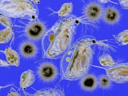 Фитопланктону не страшно глобальное потепление