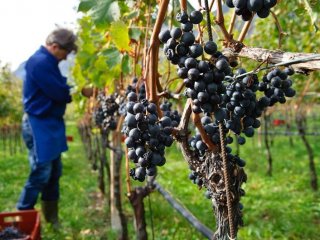 Гурманы, берегитесь: изменения климата сказываются на виноделии