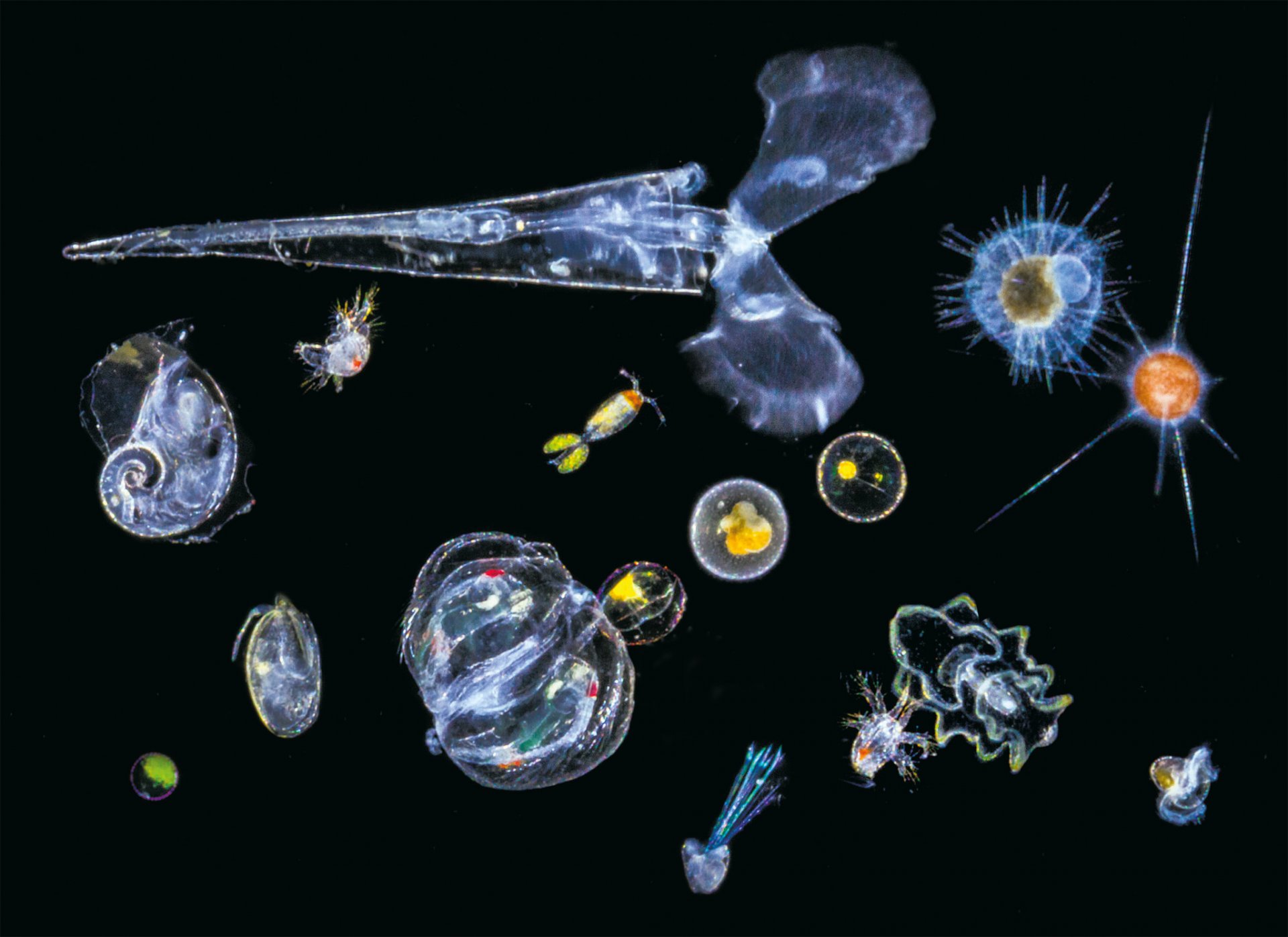 Планктон фитопланктон и зоопланктон