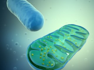 Каким образом Helicobacter pylori подавляет иммунитет