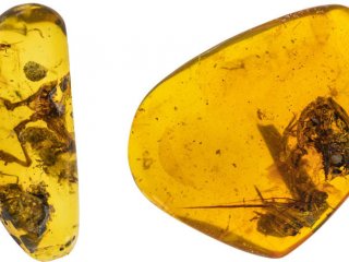 В кусочках янтаря обнаружены останки лягушек, живших 99 миллионов лет назад
