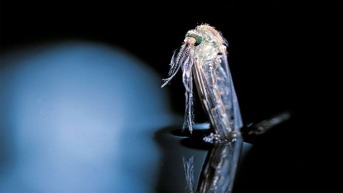 Комары загрязняют экосистемы микропластиком