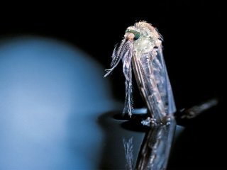 Комары загрязняют экосистемы микропластиком