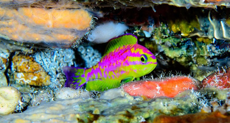 Ученые обнаружили новый вид рифовых рыб