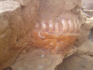 Палеонтологи обнаружили в Кировской области кости рептилий пермского периода