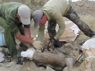 Российские палеонтологи обнаружили на Тамани кости не менее 120 слонов и древних носорогов