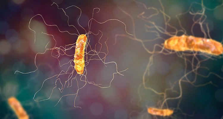 Ученые обнаружили, за счет чего процветает бактерия C. difficile, которая вызывает диарею