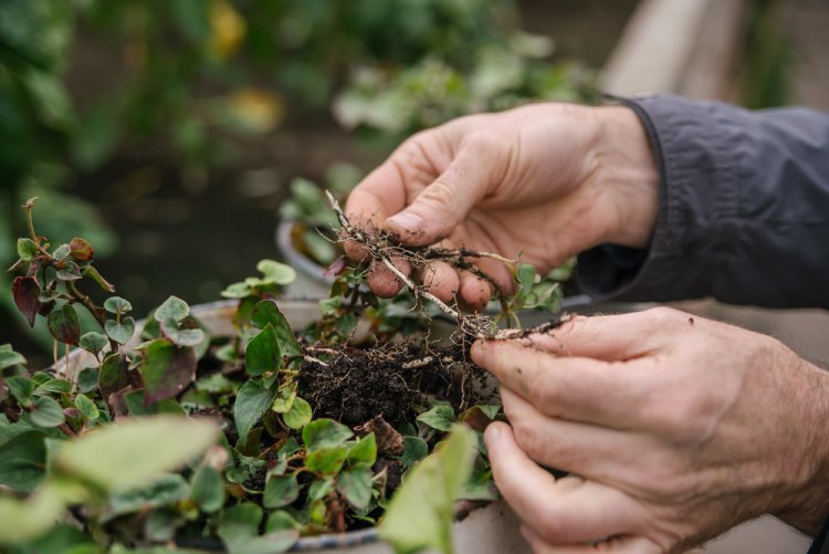 Фото: Александра Федосеева