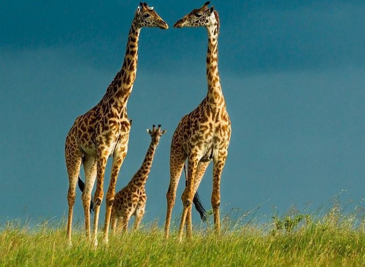 Деятельность человека может влиять на социальные связи жирафов