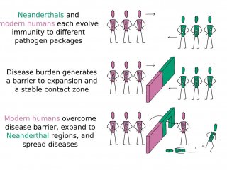 Теория: неандертальцы исчезли из-за болезней человека