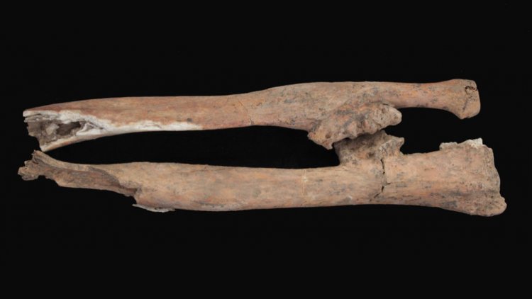 Археологи связывают древние кости с восстанием, записанным на Розеттском камне