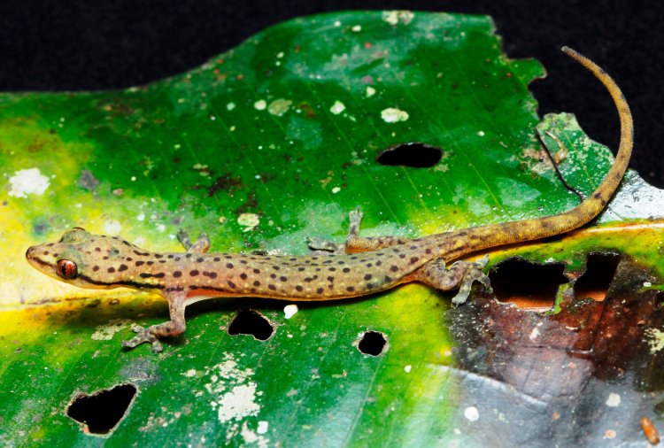 Биологи МГУ открыли и описали новый вид гекконов с леопардовой окраской