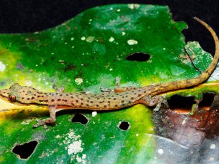 Биологи МГУ открыли и описали новый вид гекконов с леопардовой окраской