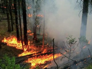 Определены условия возникновения лесных пожаров