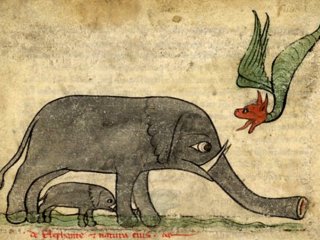 Как много мы уже знаем о слонах