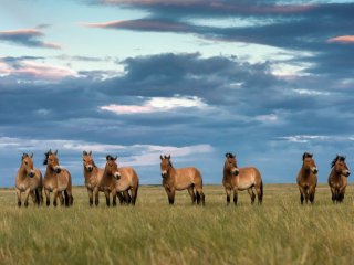 «Лошадь Пржевальского: последняя дикая лошадь на Земле»…