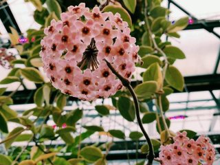 4 июля в Ботаническом саду МГУ «Аптекарский огород» откроется для посещения Сук…