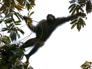 Африканские человекообразные обезьяны могут потерять ареал обитания за 30 лет