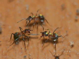 Ученые исследуют распределение поведенческих черт и когнитивных функций в колониях муравьев