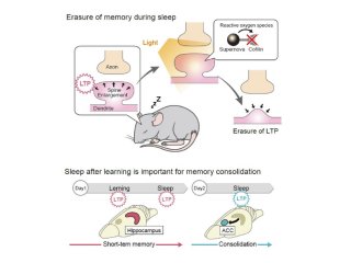 Ученые смогли «стереть память» мыши