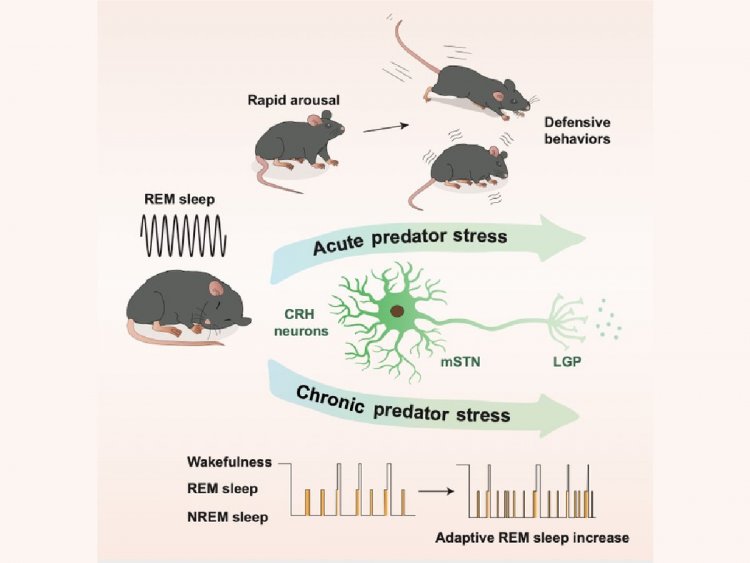 Обнаружены нервные клетки, которые помогают мышам проснуться при приближении хищников