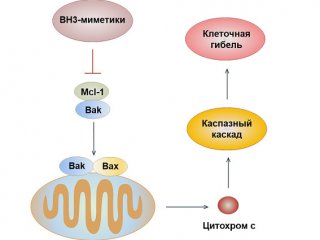 цитохром