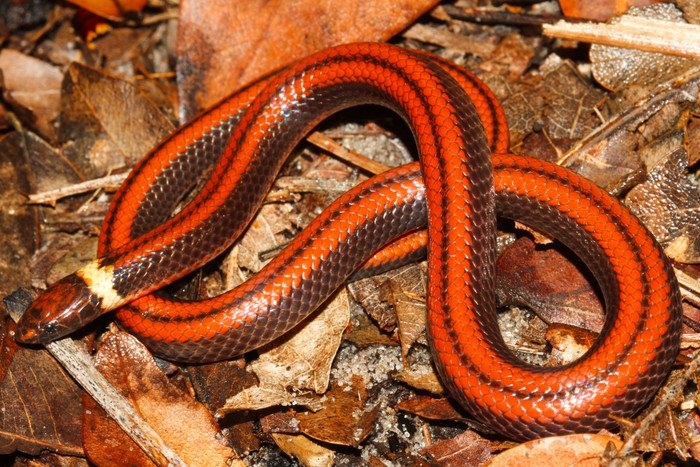 В Парагвае обнаружен новый вид неядовитых змей