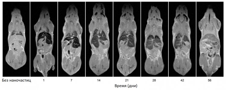 Рис. 1. МРТ-изображения мышей в различные периоды времени после введения наночастиц. Видно накопление наночастиц в печени и селезенке и снижение контраста этих органов с течением времени