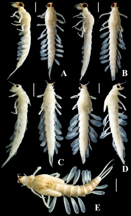 Личинки Symbiocloeon corbiculinus. А, B — личинки-самцы. C, D, E — личинки женского пола. Фото Дмитрия Палатова