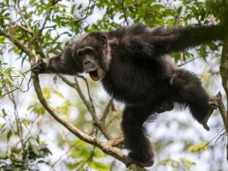 Шимпанзе комбинируют звуковые сигналы, чтобы передать сообщение с новым смыслом