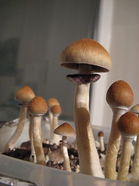 Ученые установили биологический механизм воздействия галлюциногенных грибов