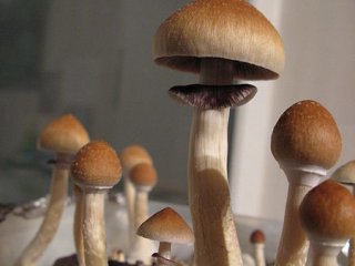 Ученые установили биологический механизм воздействия галлюциногенных грибов