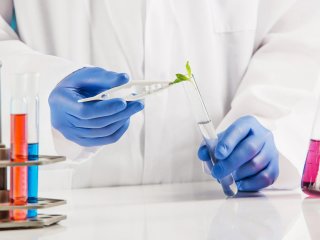 Ученые ТГУ нашли способ повысить устойчивость растений к засухам. Источник: master1305 / Фотобанк Freepik
