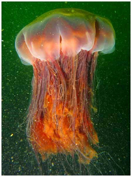 Медуза волосистая цианея («львиная голова»). Фото: Dan Hershman / Flickr  