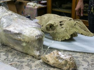 Череп древнего верблюда (упакован, слева) и современного (справа). Фото: пресс-служба УрФУ / Валерия Кайгородцева