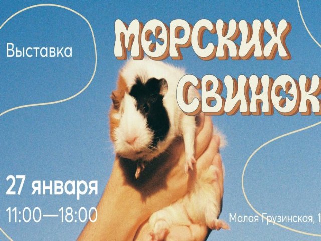 Выставка морских свинок