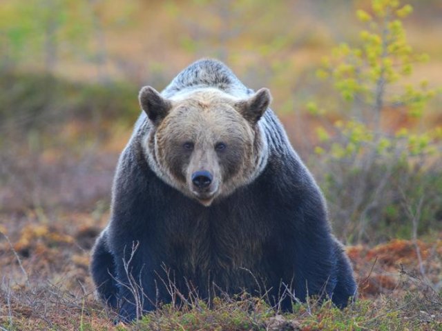 Бурый медведь (Ursus arctos) питается фруктами в смешанном лесу. Фото: Vincenzo Penteriani / University of Seville