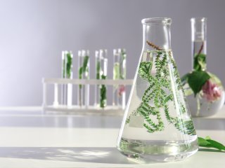 Почему растения атакуют сами себя? Раскрыта тайна генетического конфликта. Фото: ru.123rf.com