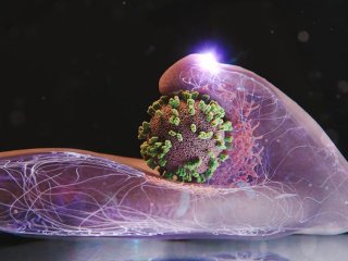 Клетки активно помогают захватывать и поглощать вирусы гриппа. Здесь показана клетка с вирусом в центре изображения. Фото: Emma Hyde / ETH Zurich