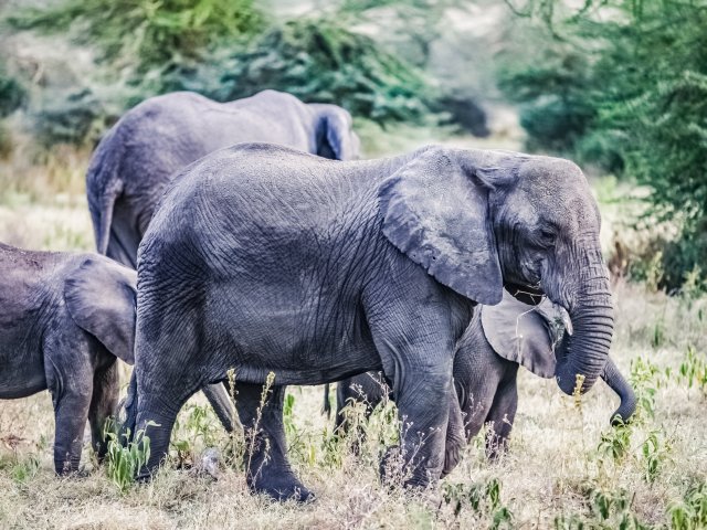 Почему слоны, жирафы и носороги идут туда, где есть соль? Фото: ru.123rf.com