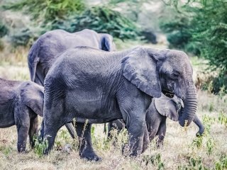 Почему слоны, жирафы и носороги идут туда, где есть соль? Фото: ru.123rf.com