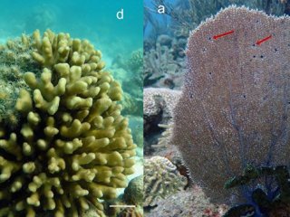 а) Горгония венталина (Alcyonacea), цветущая в Карибском море, с розовыми галлами (d) каменистый коралл Красного моря Stylophora pistillata (Scleractinia) с модифицированными кораллитами/Pavel V. Shelyakin et al. Scientific Reports vol. 8