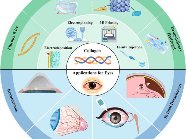 Методы обработки и изготовления коллагена и их применение для лечения заболеваний глазных тканей. Фото: Xue Qu / Eye Discovery
