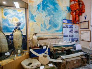 По следам «морских канареек». Интервью о белухах с биологом Верой Красновой. Фото: Ольга Мерзлякова / «Научная Россия»