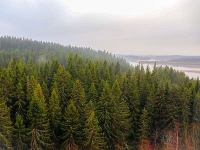Еловый лес в Карелии. Фото М. Дмитриевой