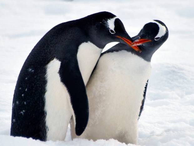 Полтора миллиона волонтеров помогли раскрыть тайну пингвинов