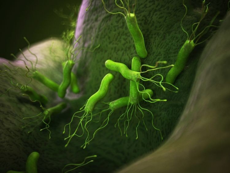 Что кишечные микроорганизмы делают в легких