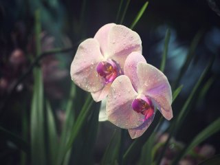 21 и 22 января в "Аптекарском огороде" расскажут о чёрной орхидее, Цветке Дьявола и шоколадных деревьях