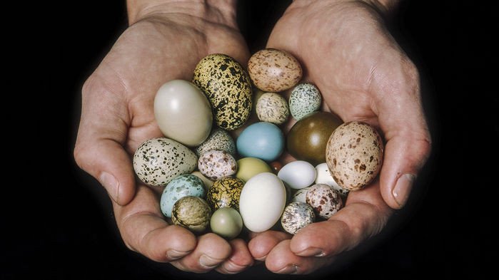 Форма яиц птиц коррелирует с их летными качествами